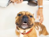 Brown dog enjoying a bath