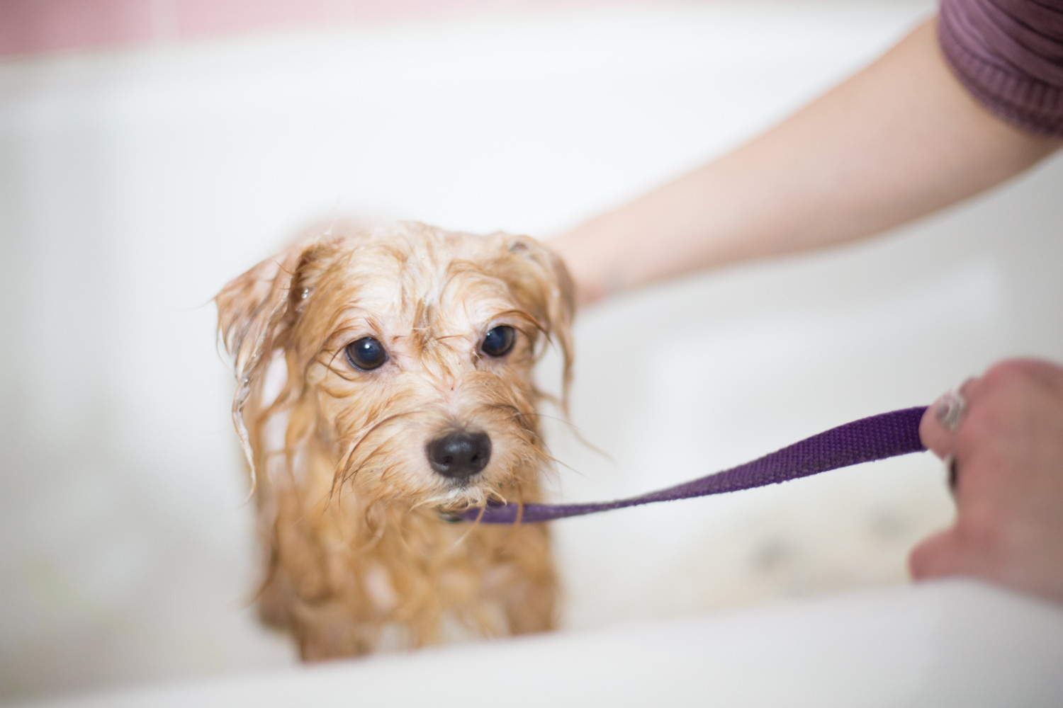 Small wet dog in a bath